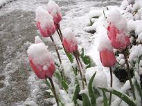 snow on tulips